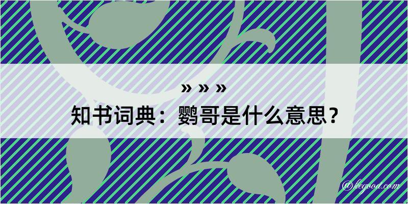 知书词典：鹦哥是什么意思？