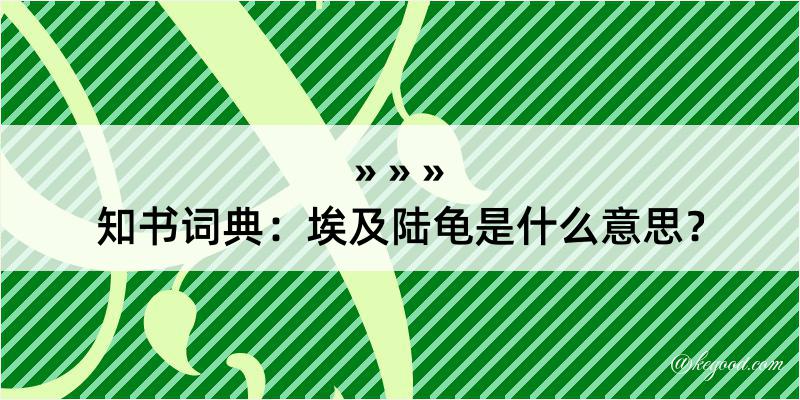 知书词典：埃及陆龟是什么意思？