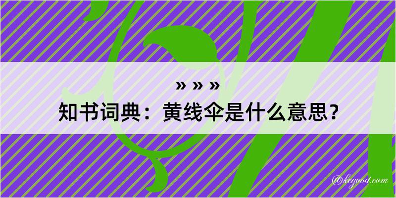 知书词典：黄线伞是什么意思？