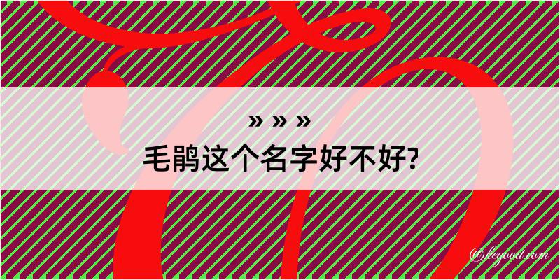 毛鹃这个名字好不好?