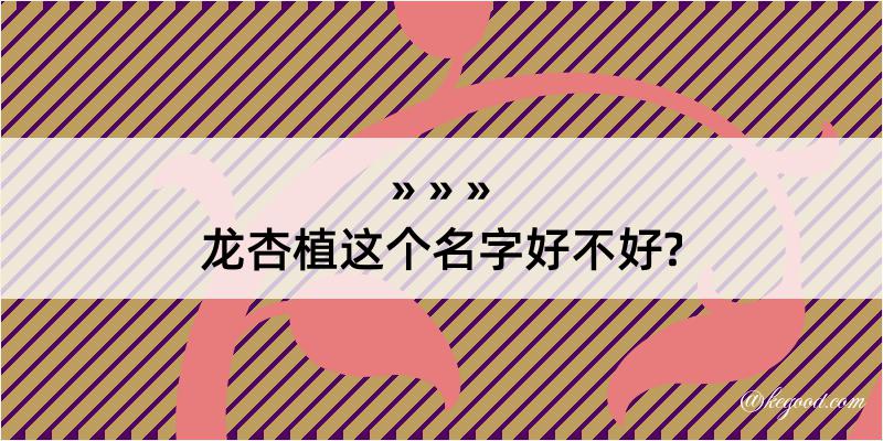 龙杏植这个名字好不好?